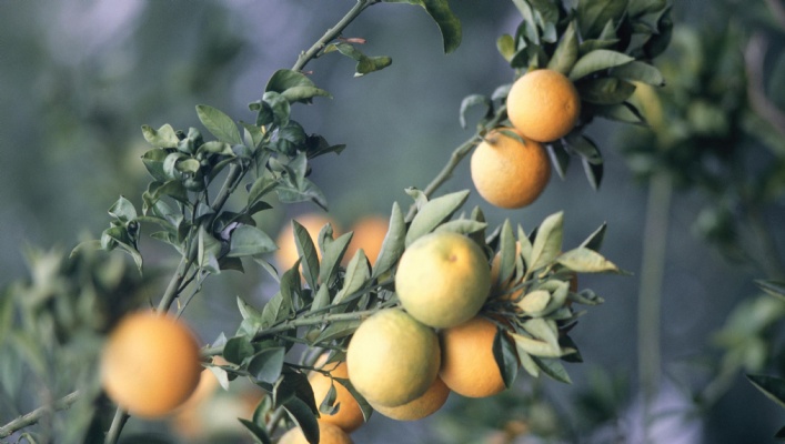  |  Jewish National Fund of Canada | Our Tree, Tribute and Holiday cards are a beautiful way to send someone a card and support Israel's trees and environmental efforts at the same time. Many of ou