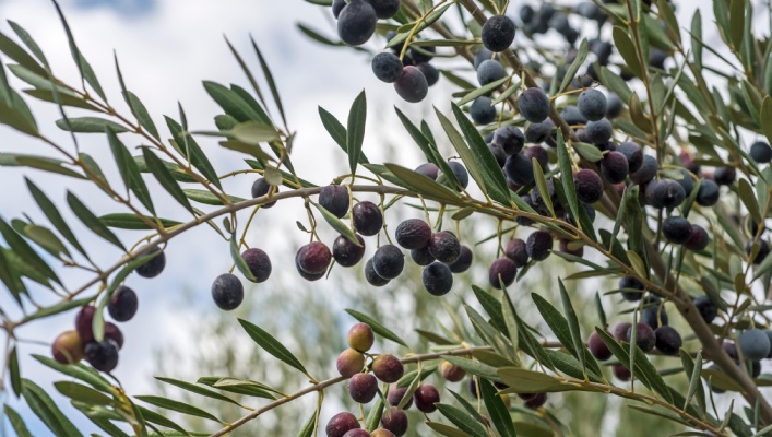  |  Jewish National Fund of Canada | Our Tree, Tribute and Holiday cards are a beautiful way to send someone a card and support Israel's trees and environmental efforts at the same time. Many of ou