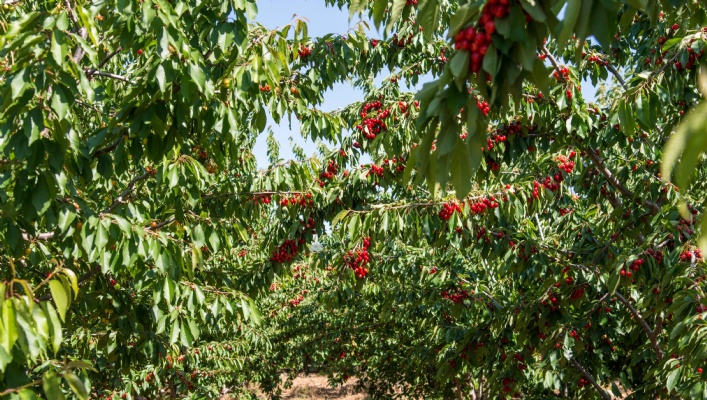 JNF Canada - Building the Foundations of Israel's Future | For decades the Jewish National Fund of Canada has cared for the land of Israel. This mission took the role of planting trees, building water reservoirs, preserving natural habitats, and building parks and bicycle trails.